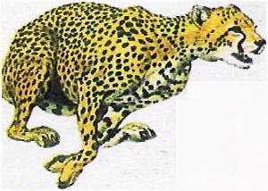 Гепард может развить скорость с нуля до 70 км/ч